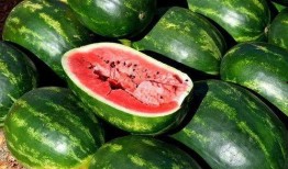 燕子吃芥末瓜视频大全免费观看,免费观看视频大全来袭！